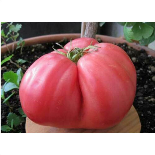 TOMATE HUEVO DE TORO, 50 semillas + GRATIS