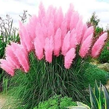 Pink Pampas Grass Seeds - 100 Seeds - Ornamental Grass for Landscaping or Decora