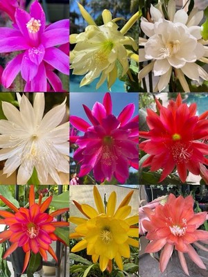 10+2 Gift Labeled Orchid Cactus (Epiphyllum) Cuttings , 7-10In. Long