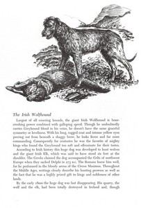 Irish Wolfhound - 1964 Vintage Dog Art Print by Raymond Pease