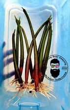 5 Pack Red Mangrove Live Plant Propagules 8" PLUS SINGLES Saltwater
