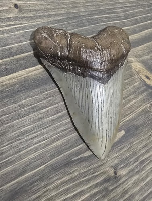 #ad Megalodon Shark Tooth $350.00