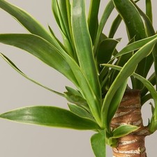 Yucca Elephantipes Spineless in 12cm Pot - Evergreen Indoor Houseplant