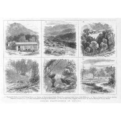 CEYLON Coffee Plantations - Antique Print 1876