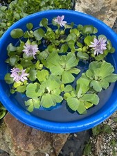  8 MIX Water Hyacinth  Lettuce Koi Pond Floating Plants Algae LARGE Purple 6  