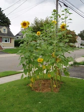 sunflower, HUGH TALL yellow flower 50 seeds! ( now for quick this 25s planting
