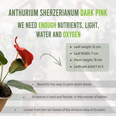 Anthurium Scherzerianum Dark Pink, Ideal Gift for Plant Lovers Flowering  Plant | eBay