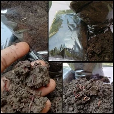 Compost Red Worm Worms Wiggler Composting Live Free Shipping Wigglers Bin 1kg