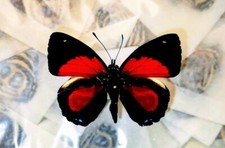 Nymphalidae Callicore (Paulogramma) peristera...