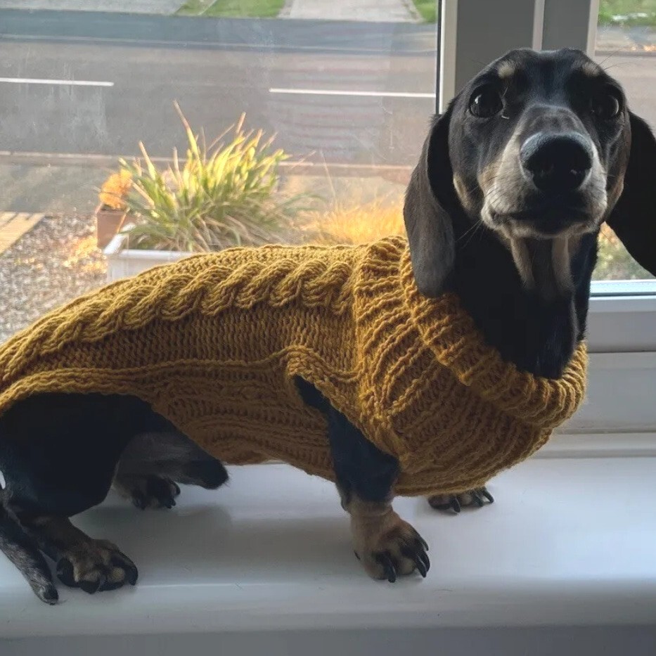 Miniature Dachshund/Sausage Dog Jumper Handmade Mustard Cable Aran-New