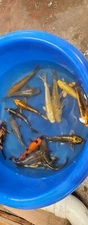 Imported Marausei Live Koi Fish - 9" - 11" Mix inclu. Chagoi, soragoi, utsuri ..