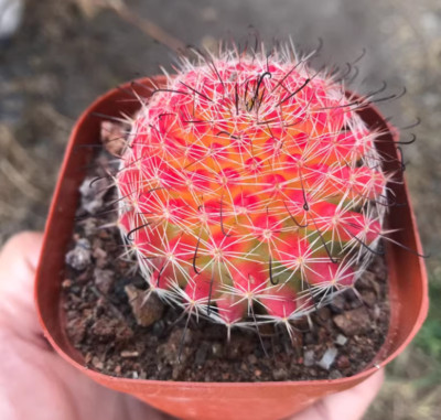 3PCS 3-4cm mammillaria beneckei RareSucculent Cactus Plant Cactaceae Garden  