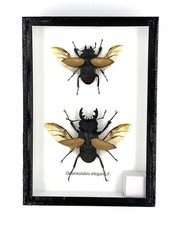 Real Beetle Display Taxidermy Odontolabis Elegans Insect Bug Entomology Box W...