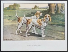 Briquet griffon vendéen Reproduction couleur 1960 François Castellan