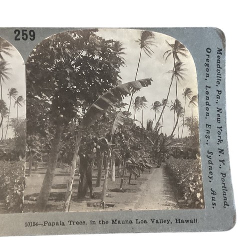 Mauna Loa Valley HI Hawaii Hawaiian Territory Papaya Papaia Trees SC1 - Picture 2 of 5