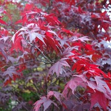Acer Plant Atropurpureum 30-40cm in Height - Japanese Maple Plant for Borders