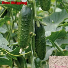 Cucumber, Boston Pickling Cucumber Seeds | Boston Pickler | NON-GMO