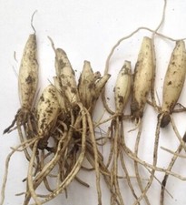 6 WILD GARLIC BULBS - from my organic garden - fresh - with delicious RECIPE EN