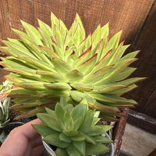 Plant Same As In Photos - Echeveria Agavoides 'Lipstick' Succulent Plant
