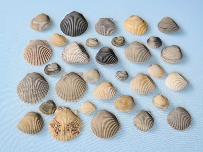 Natural Assorted Clam Sea Shell Crafts Beach Home Decor Set of 32