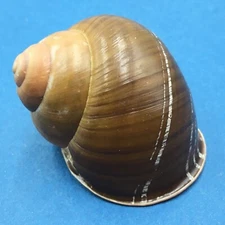 #1 Helicobulinus turbinoides 57.1mm Catanduanes, Philippines Camaenidae