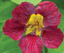 NASTURTIUM "Purple Emporer" 15 SEEDS, ORG.NON-GMO. Gorgeous Color! SHIPS FREE!