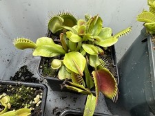 Dionea Muscipula Venus Flytrap “TIGER FANGS” Big Strong Plants , Sent Barerooted