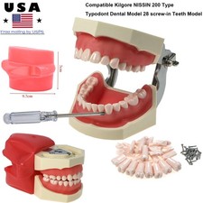 US Typodont Dental Model 28 screw-in Teeth W/Screwdirver Fits Kilgore NISSIN 200
