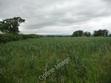 Photo 6x4 Field of beans off Crindle Carr Lane Thornton-le-Moor As there  c2010