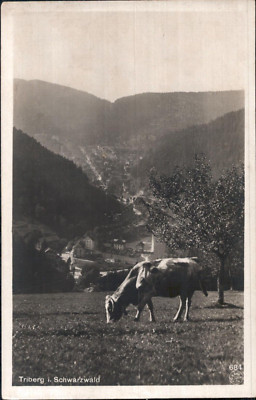 Triburg in the Black Forest, cow in the pasture
