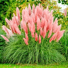 10000+ Pink Pampas Grass Ornamental Grass seeds, Hardy Perennial Flower Seeds
