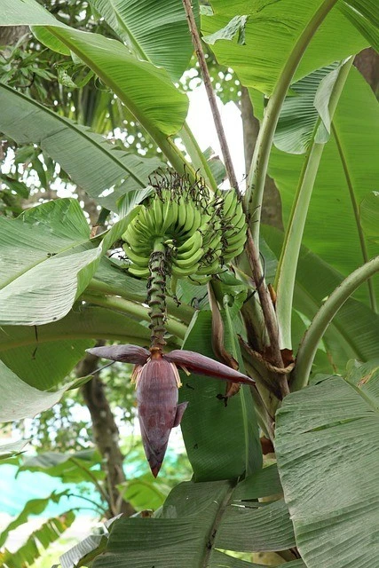 2 x winterharte Gebirgsbananen Musa Palmen exotische Pflanzen im für den Garten