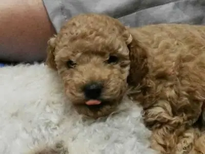 toy poodle gumtree