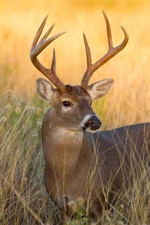 White-tailed Deer, Texas by Larry Ditto Fine Art Print Wildlife Hunting 16x23