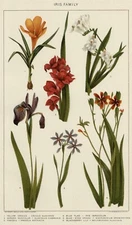 IRIS Family Flowers: 1902 Authentic Dated Stone Chromolithograph Crocus Freesia