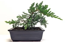 Juniper Bonsai Tree in Ceramic Pot Outdoor Bonsai Tree Live Great Homed Decor