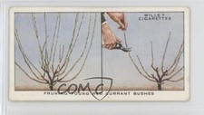 1938 Wills Garden Hints Tobacco Pruning Young Red Currant Bushes #35 0bn8