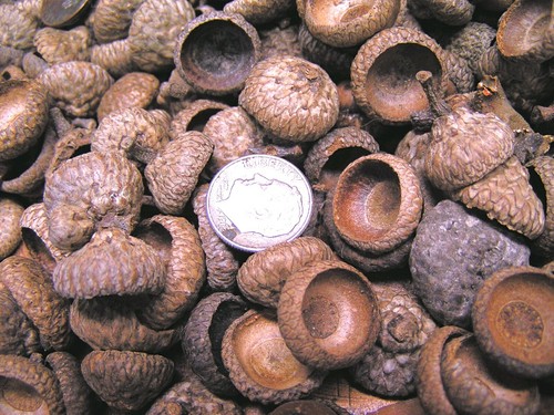 ONE HUNDRED Acorn Caps for crafts, felting, fairy houses - Picture 2 of 5