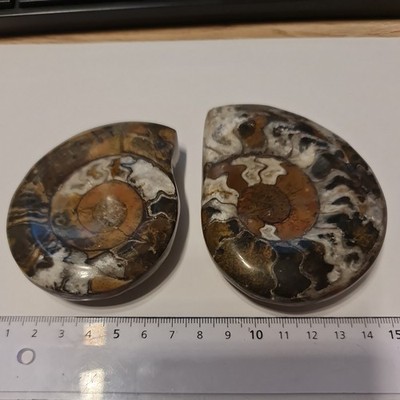 2 Goniatiten einseitig poliert ca.8cm / Devon ca.370 Mio Jahre / Marokko Erfoud