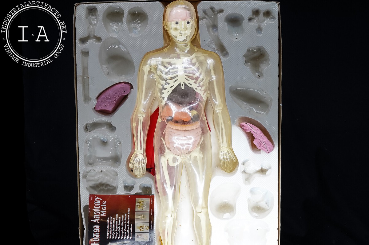 MAN ANATOMY MODEL 人体模型 Vintage Interactive Paradise Human Anatomy Male Model | eBay