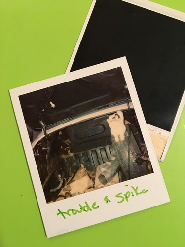 Two Vintage Polaroid Instamatic Photos – Pet Pictures - trouble & spike, cats - Picture 3 of 4