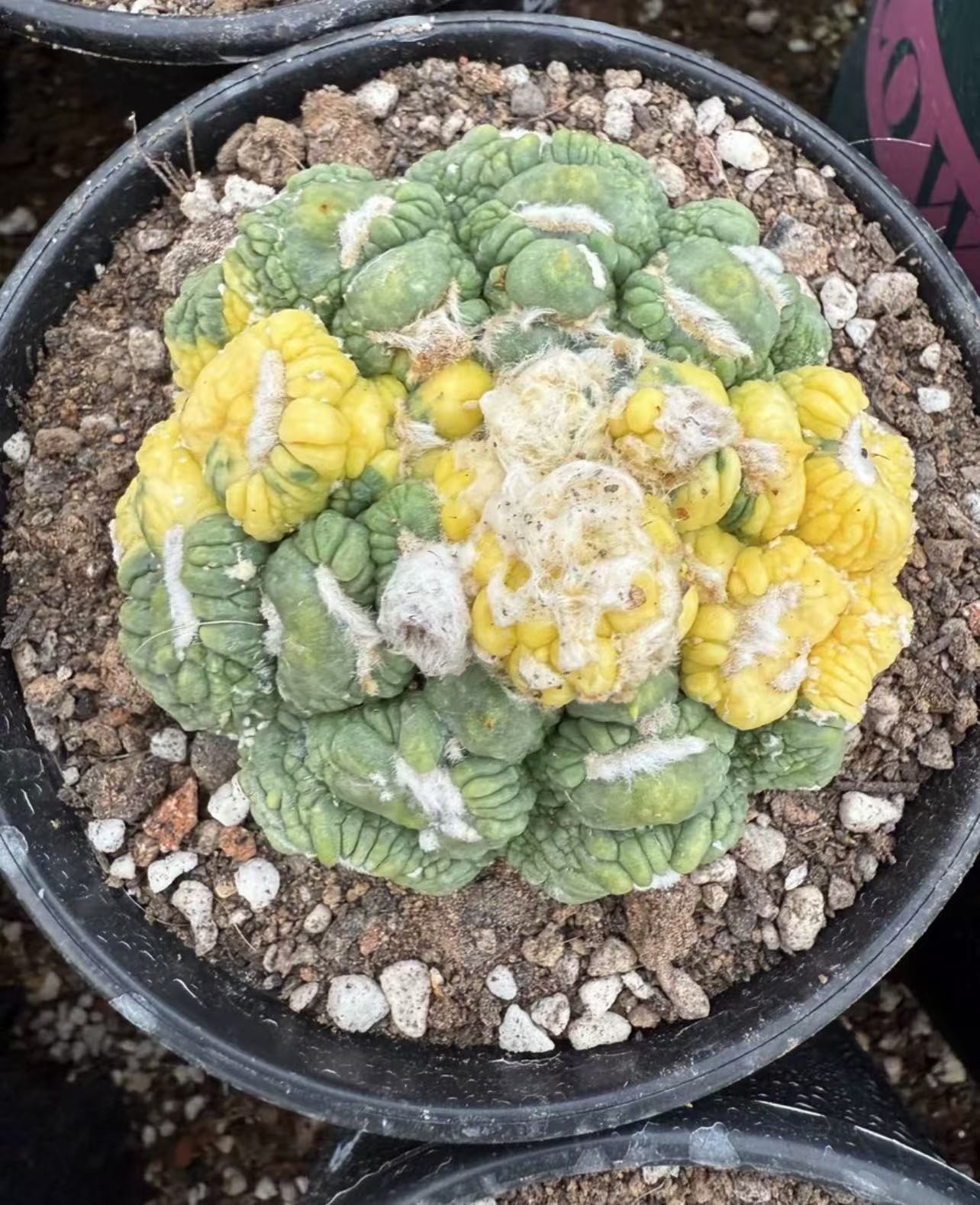 Astrophytum Wukong Douxiu Huajin, with unique colors Mutated sphere brocade
