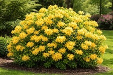 2 X Yellow Azalea Mollis 5L Pot | Hardy Deciduous Shrub | Spring Flowering Shrub