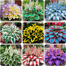 220 Mixed Rare Hosta Seeds for Planting-Attract Pollinators Perennial Garden