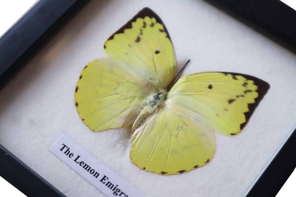 Real Lemon Emigrant butterfly Taxidermy in Wooden Frame Wall Decor eBay