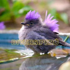 Digital Image Picture Photo Wallpaper Background Desktop Art And Phone Desktop