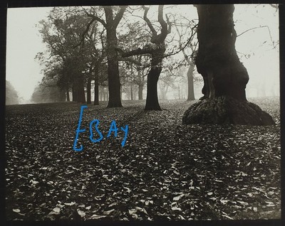 Foto BAUMSTUDIE NR4 UM 1912 EDWARDIANER magische Laternenfolie LONDON GREENWICH PARK