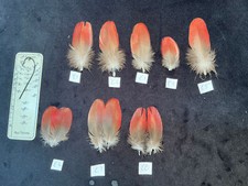 Eclectus Parrot feathers for Salmon  flies