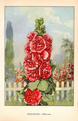 1926 Vintage GARDEN FLOWER ''HOLLYHOCK'' GORGEOUS COLOR Art Print Lithograph