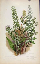 Original Old Antique Print Flowering Plants Pepper Wort Color